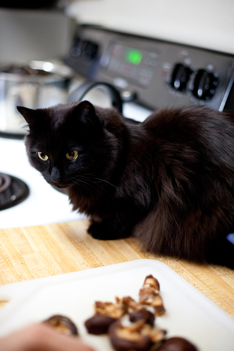 料理をじっと観察する猫、しおちゃん。
