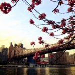 NYと桜